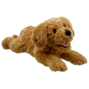 PLAYFUL PUPPIES - Cockapoo